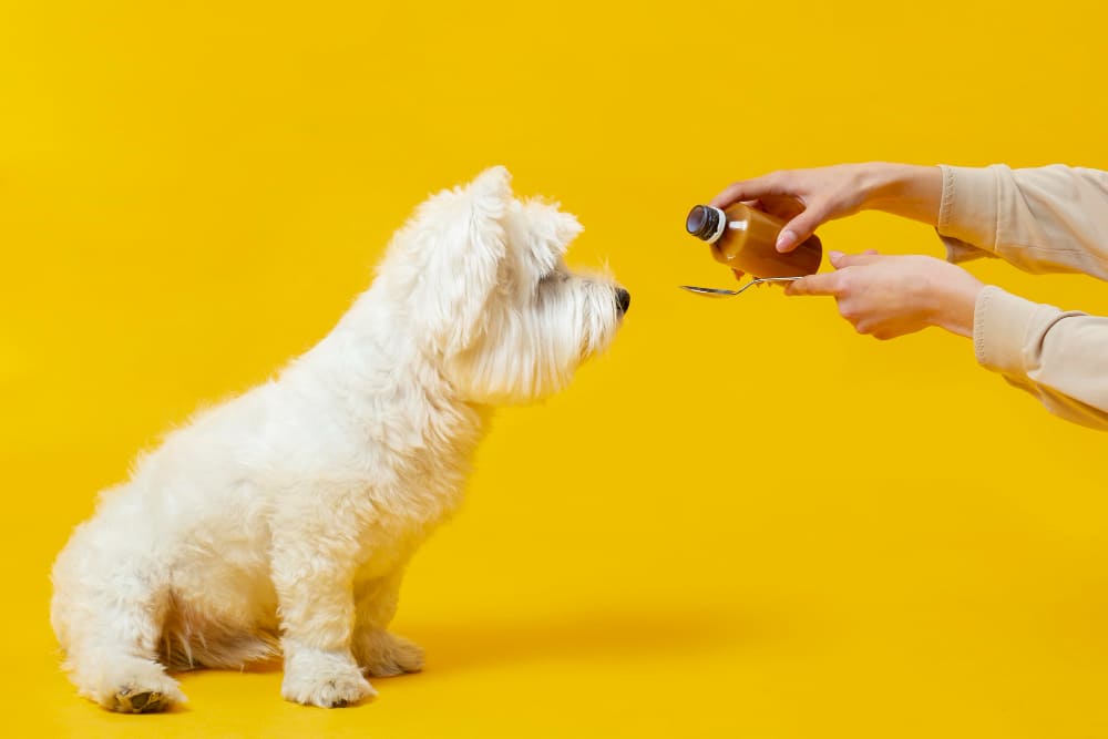 The Value Of Non-GMO Ingredients In Your Dog’s CBD Products