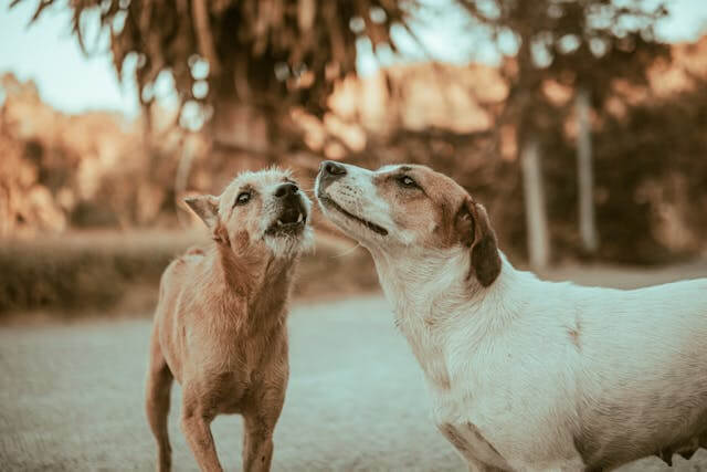 How Daily Routine Activities Shape A Dog’s Behavior At Home